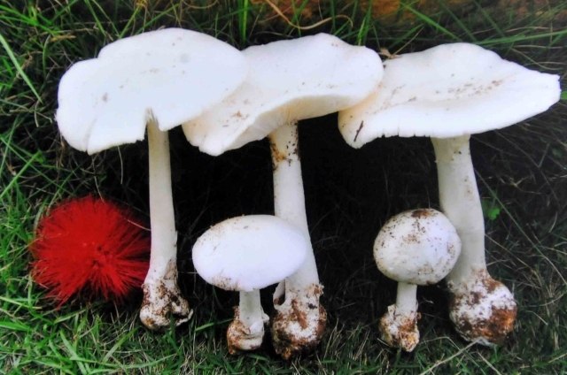 白毒伞蘑菇图片图片