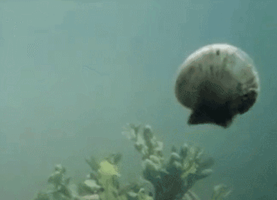 400_289gif 动态图 动图