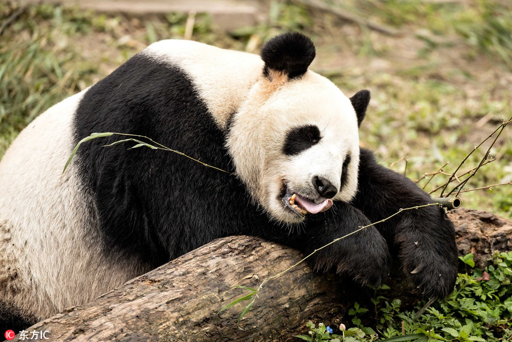 国外摄影师探访四川大熊猫保护基地 镜头下"滚滚"萌态百出