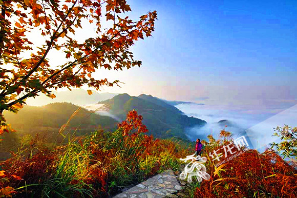 3000亩彩色森林染秋色 巴南邀你去观赏_重庆频道_凤凰网