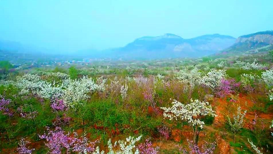 航拍山东平邑九间棚景区天宝梨花