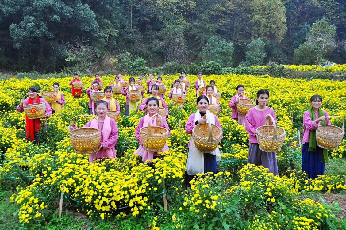 婺源皇菊采摘