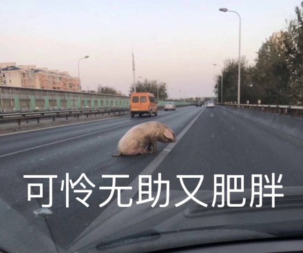 接住我的猪表情包图片