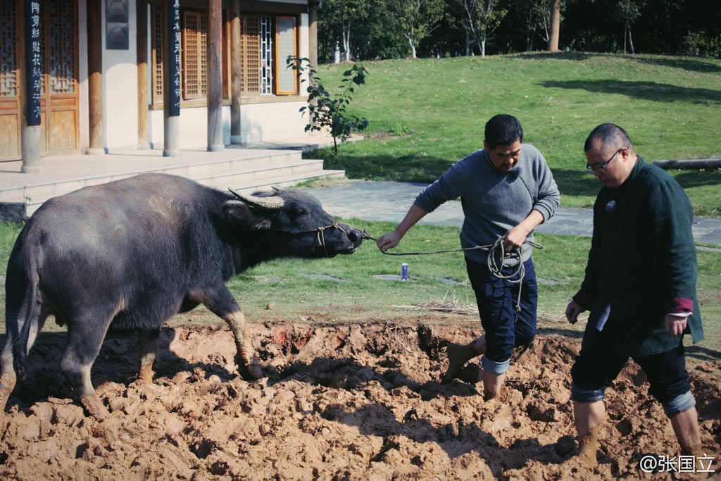 62岁张国立牵牛耕地 好接地气