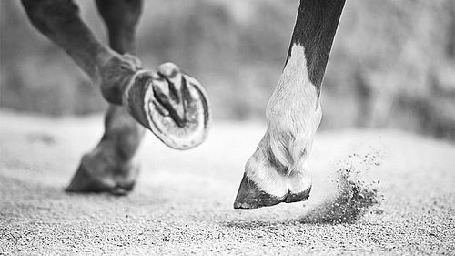 马的脚印蹄子图片