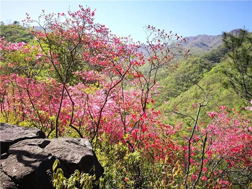 震撼!金寨惊现万亩野生映山红