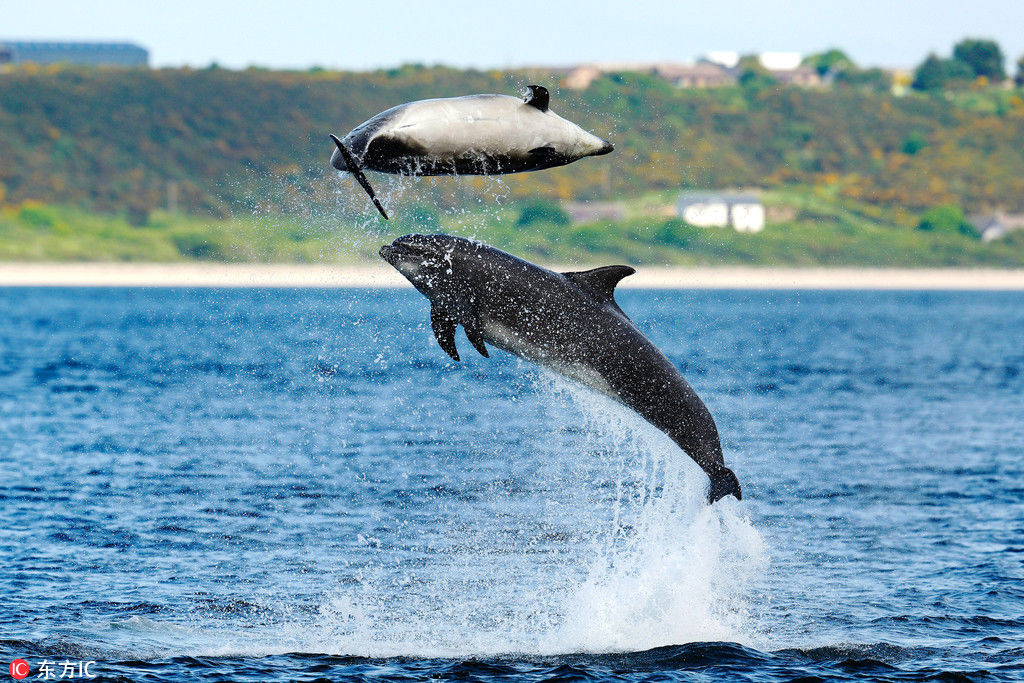 point,这里有三头贪玩的宽吻海豚,它们闲来无事自娱自乐,纷纷出水炫技