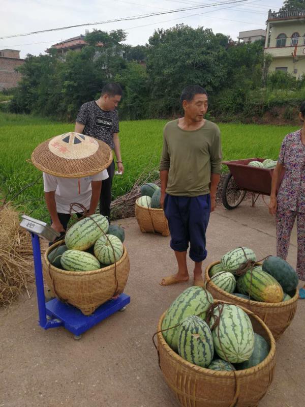 衡陽縣三湖鎮聯洋村駐村扶貧隊助力瓜農銷售西瓜近萬斤