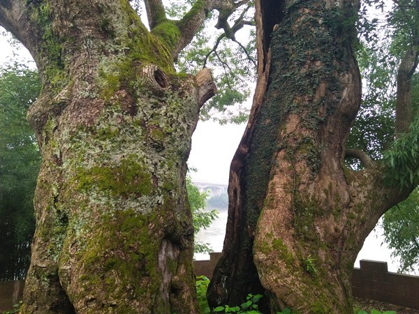 安徽歙县一古树加挂省级保护牌