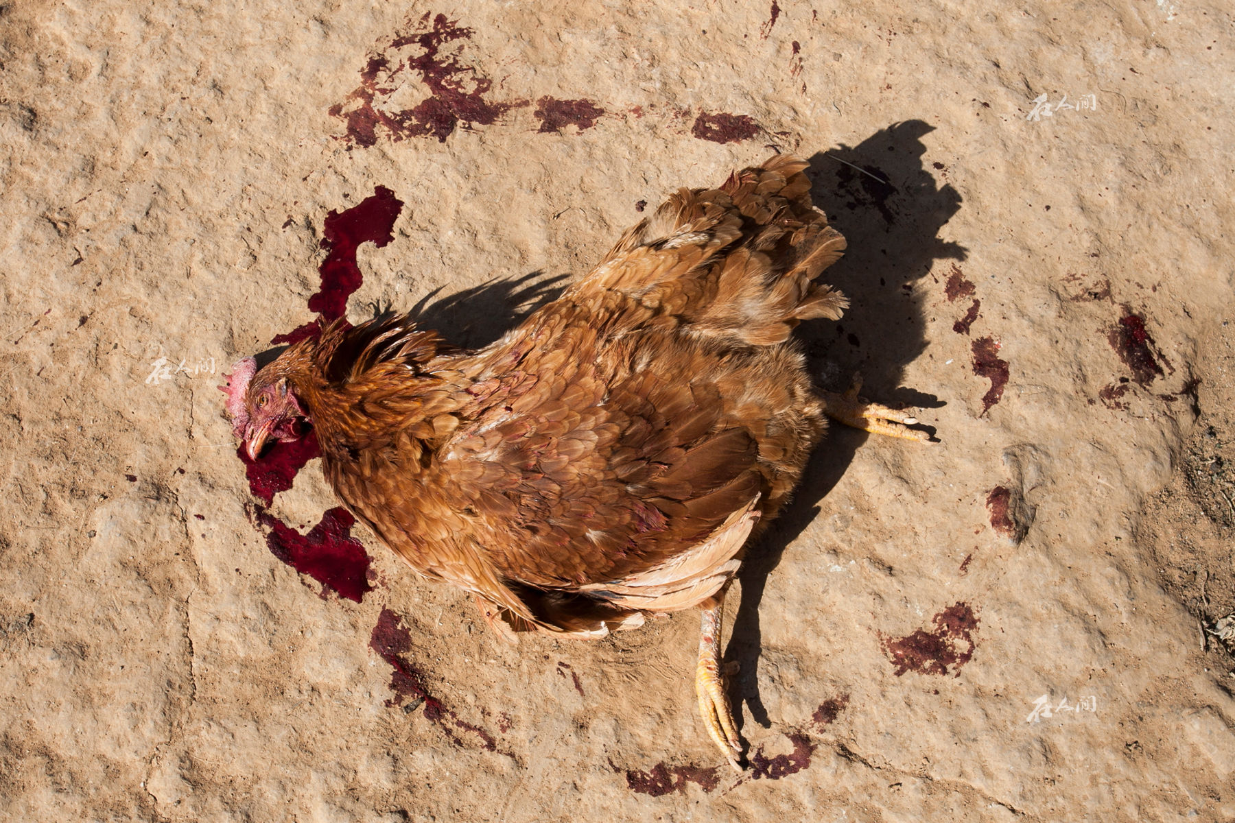 鸡死在地上图片图片
