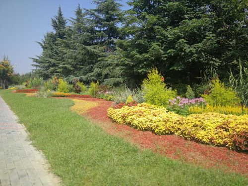 西安高新区花境大道秋季"换新装"