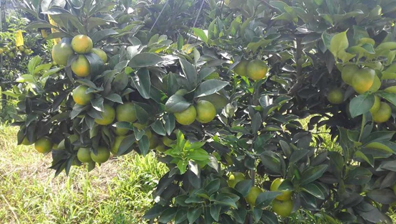 琼中绿橙开摘上市 今年挂果面积5000亩预计产量300万