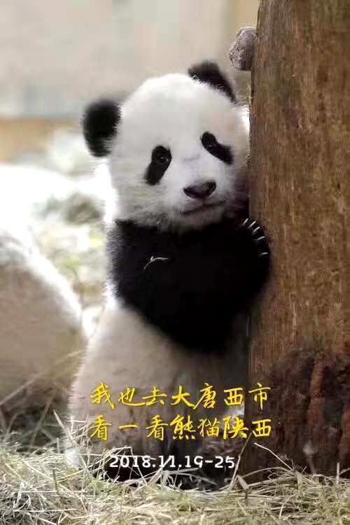 陕西省林业局副局长党双忍在秦岭大熊猫文化宣传活动媒体通气会上发表