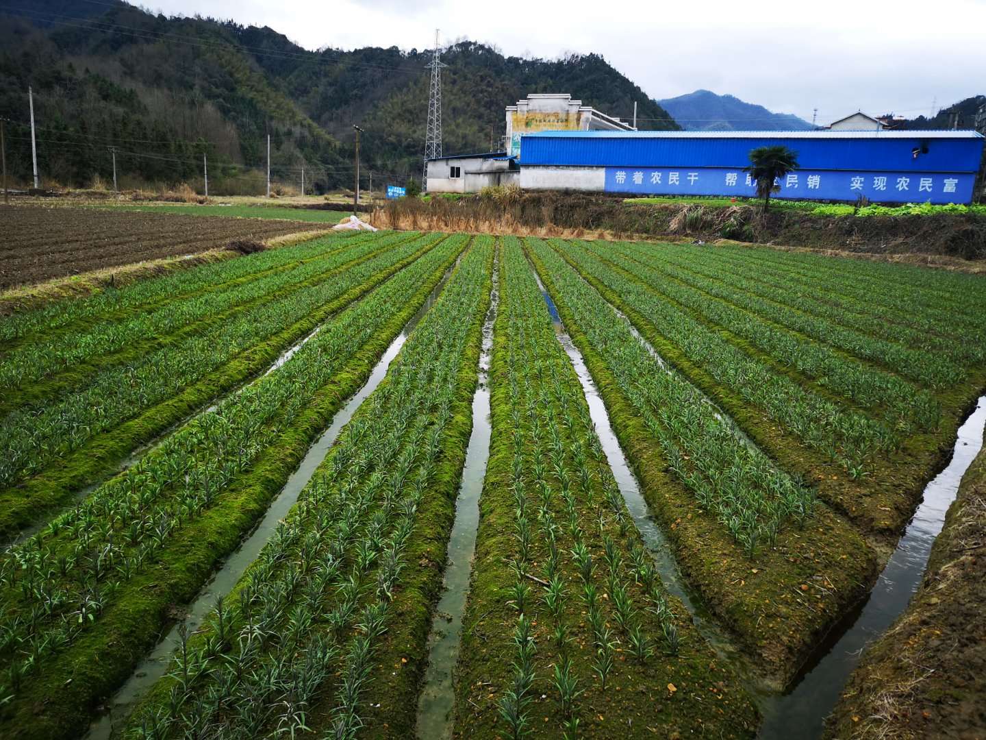 池州石台:特色农产品保险扩面 助推脱贫攻坚