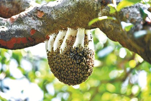 小区树上挂了个白色大蜂巢 华农专家建议让其自然生活
