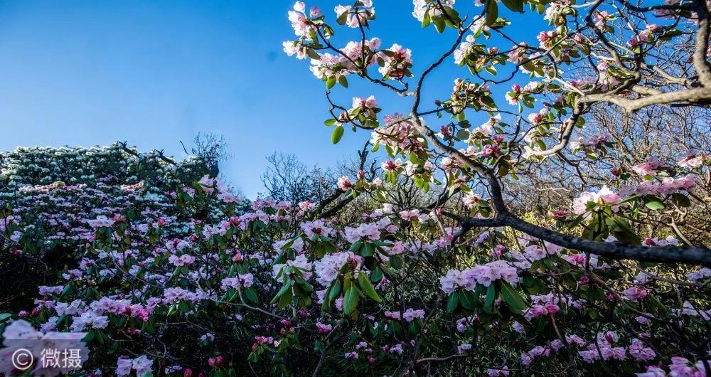 河南灵宝高山杜鹃满布中原第一巅