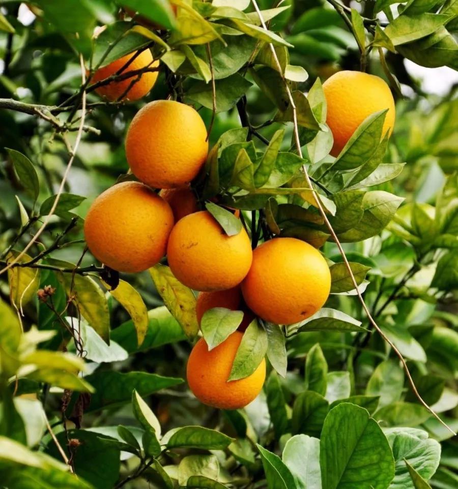 城市智慧农业展区 区域公共品牌 廉江红橙 廉江红橙,又称"红江橙",是