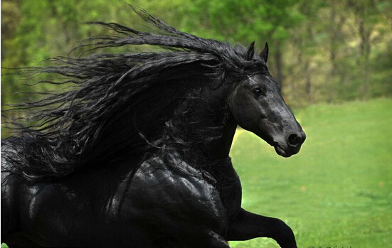 佛里斯成年公马"腓特烈二世".