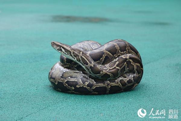 2米长蟒蛇 6名消防官兵合力捕捉(图)