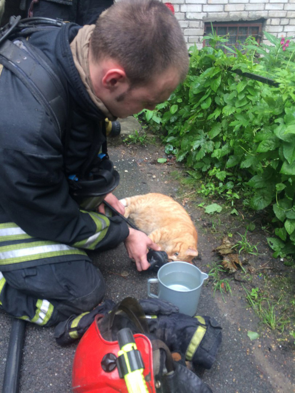 俄消防员用氧气罩救火场小猫 感动网友(组图)