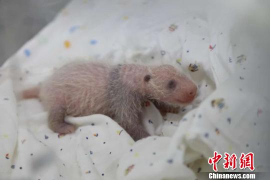 据悉,刚出生的熊猫宝宝呈肉红色,小家伙体格较大,声音洪亮,十分健康.
