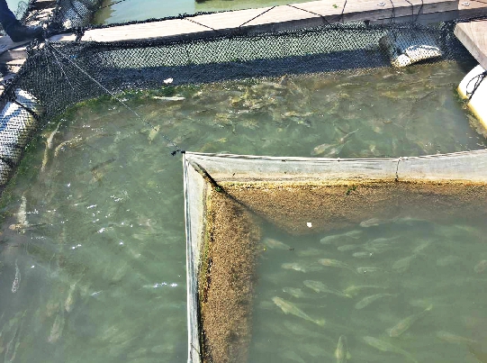 大黄鱼养殖基地