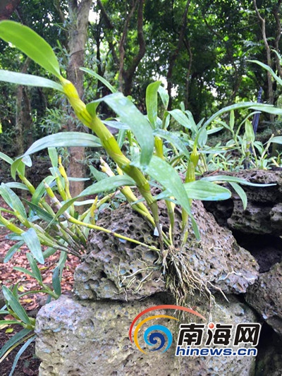 在海口斌腾村,在石头上种植的石斛.南海网记者 杨柳青 摄