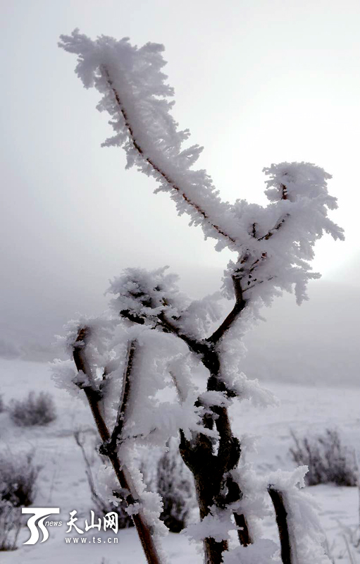 乌鲁木齐雾凇美景:树上挂银霜