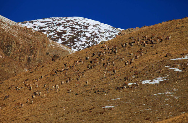 这群北山羊足足有120只,是记者10年来拍摄到的最大的羊群.