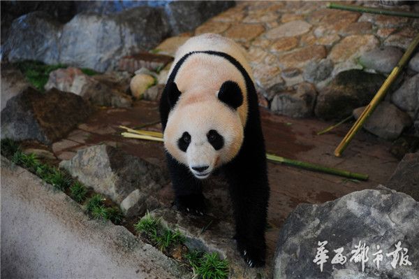 旅日熊猫三兄妹6月回蓉 每天四川话 谈心