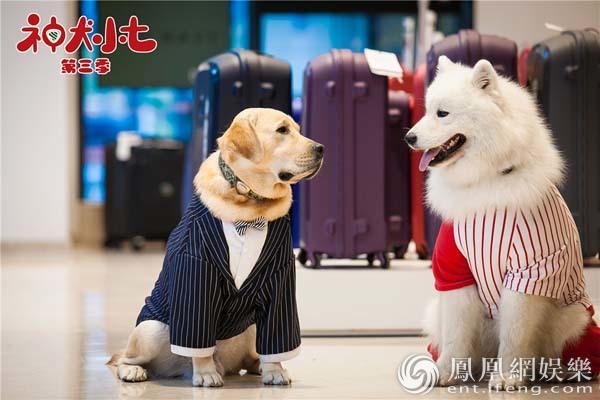 神犬小七3姜潮宋妍霏秒来电萌宠也来神助攻