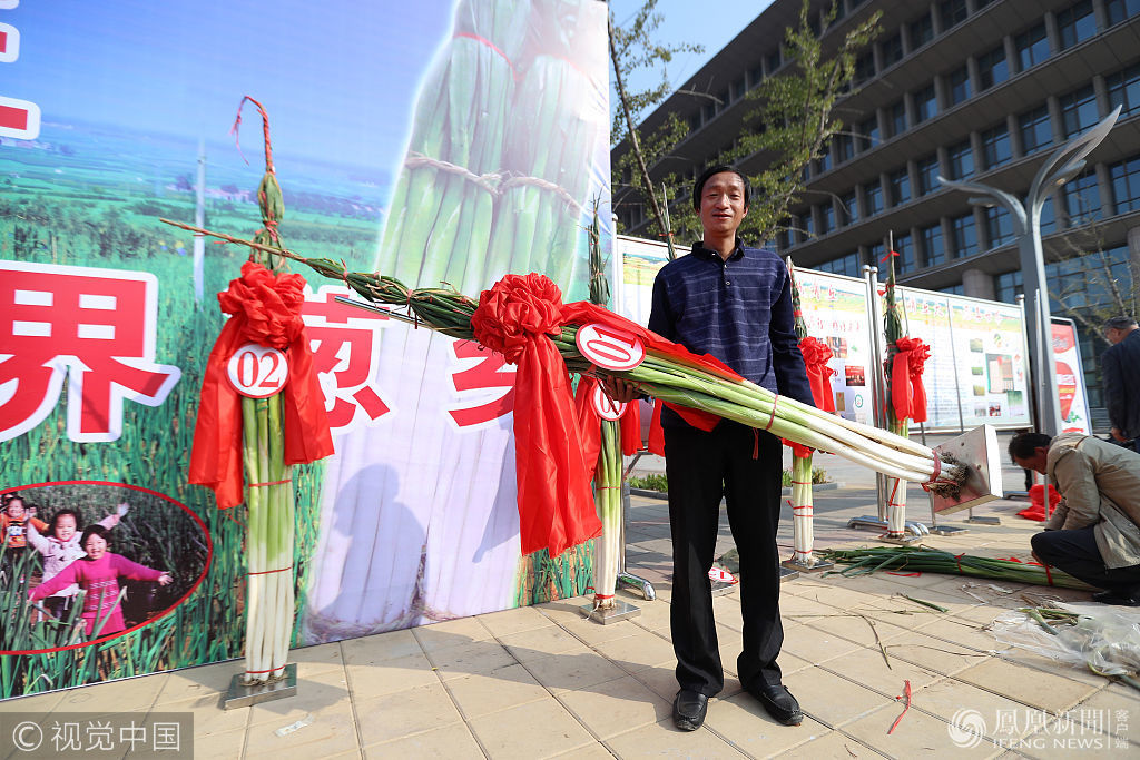 51米高"葱王" 比姚明还高一个头