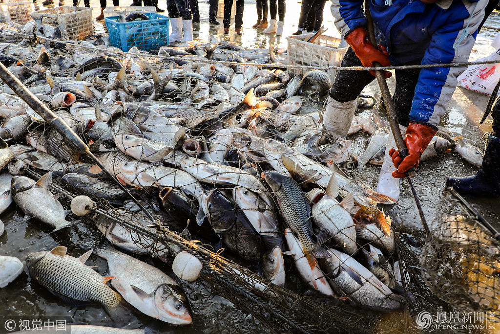 辽宁:10万斤大鱼上岸 围观者1人1条