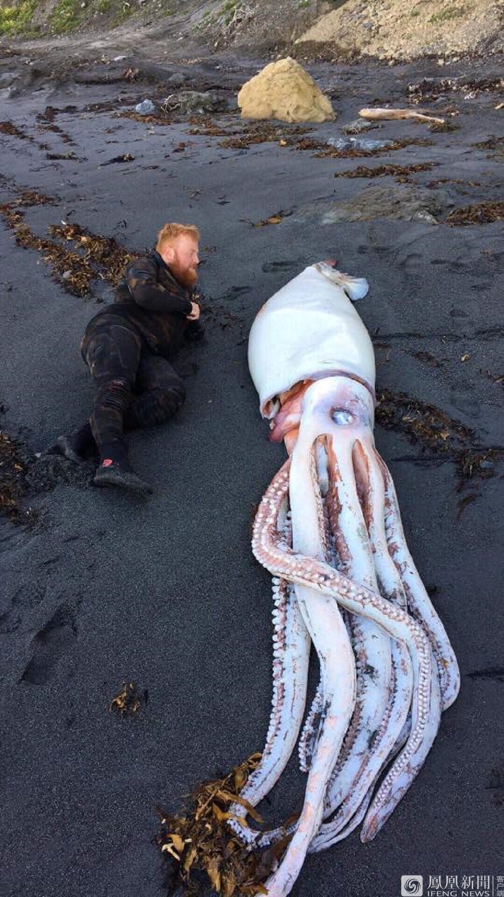 新西兰海边现4米长乌贼
