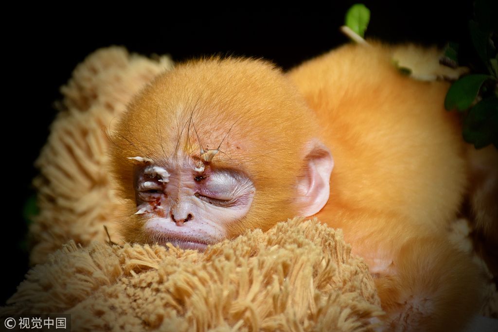 猴宝宝孤儿紧抱泰迪熊玩偶当"妈妈"