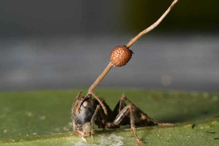 蚂蚁是什么变的 5.jpg