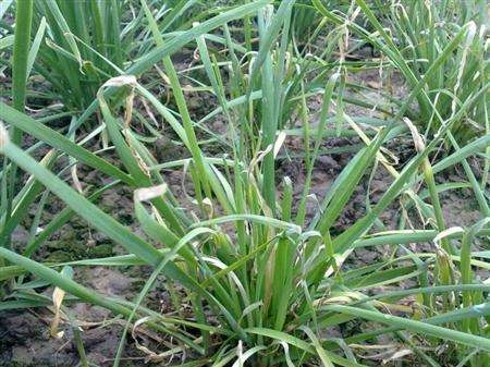 如何种植韭菜黄