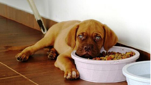 担心狗狗食欲不振影响健康 几招搞定狗狗厌食问题