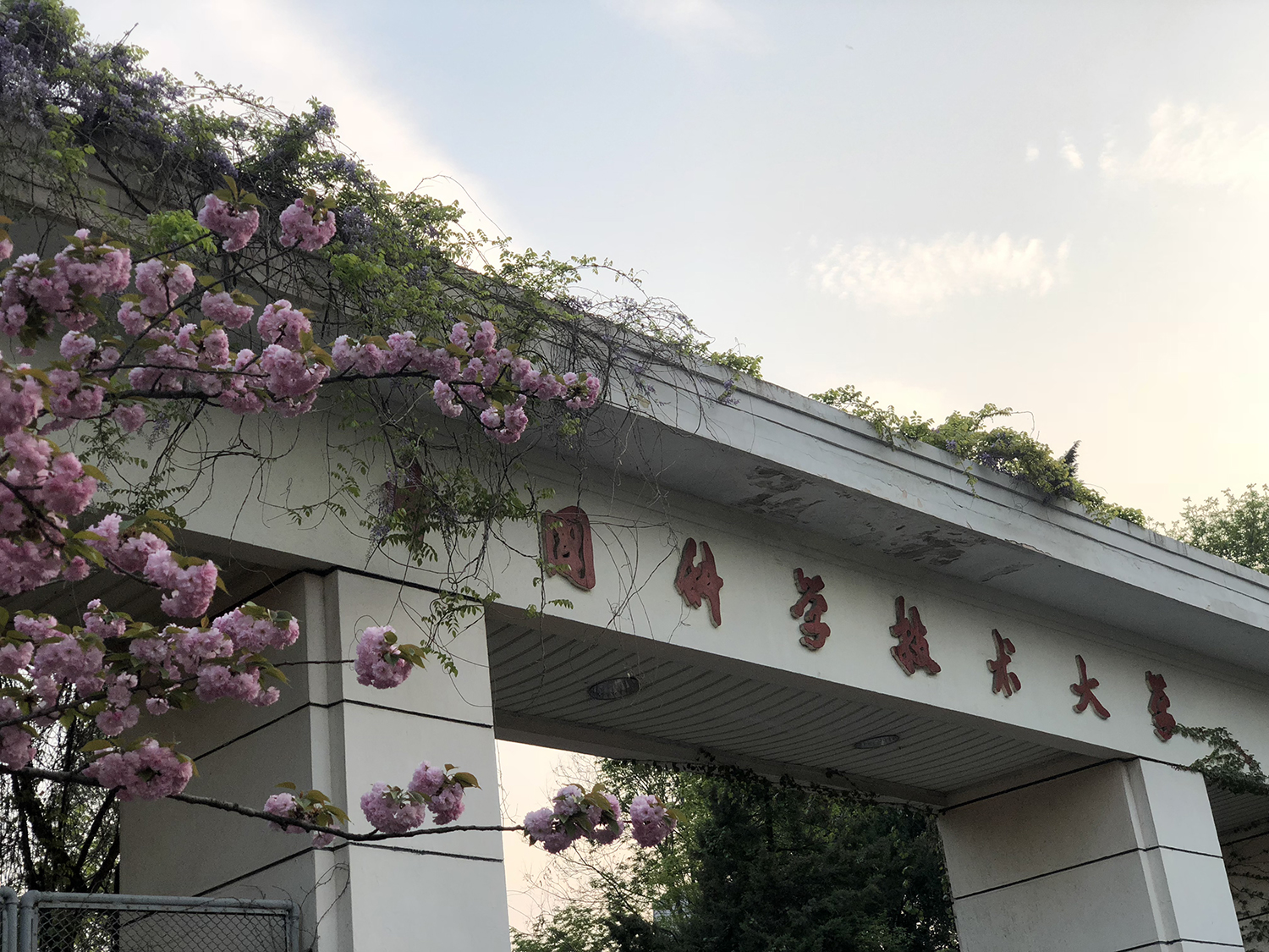 中科大樱花盛放科技名校笼罩粉色滤镜