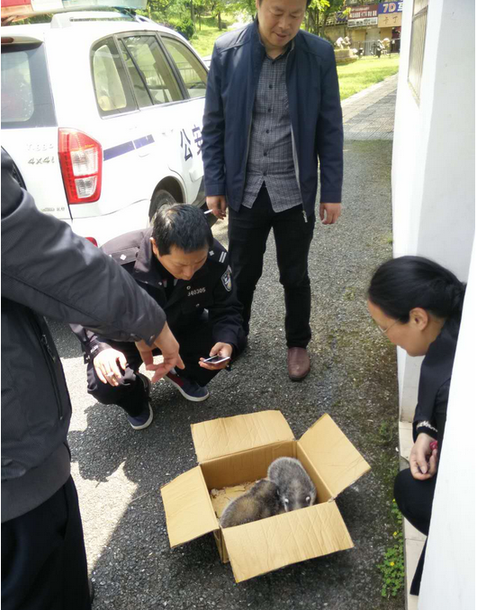 经工作人员鉴定,确定两只"萌宝"是猪獾幼崽.