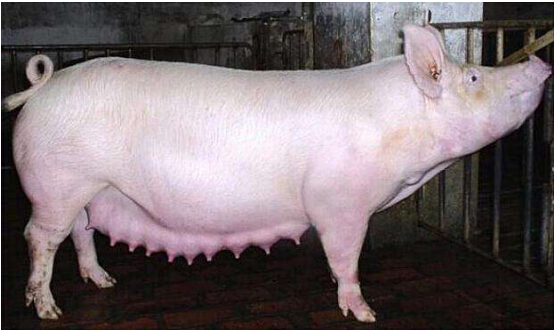 增加哺乳母猪泌乳量的精细化管理机制