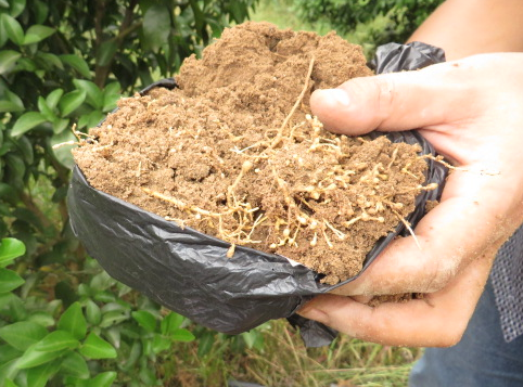 柑橘根结线虫怎样防治好