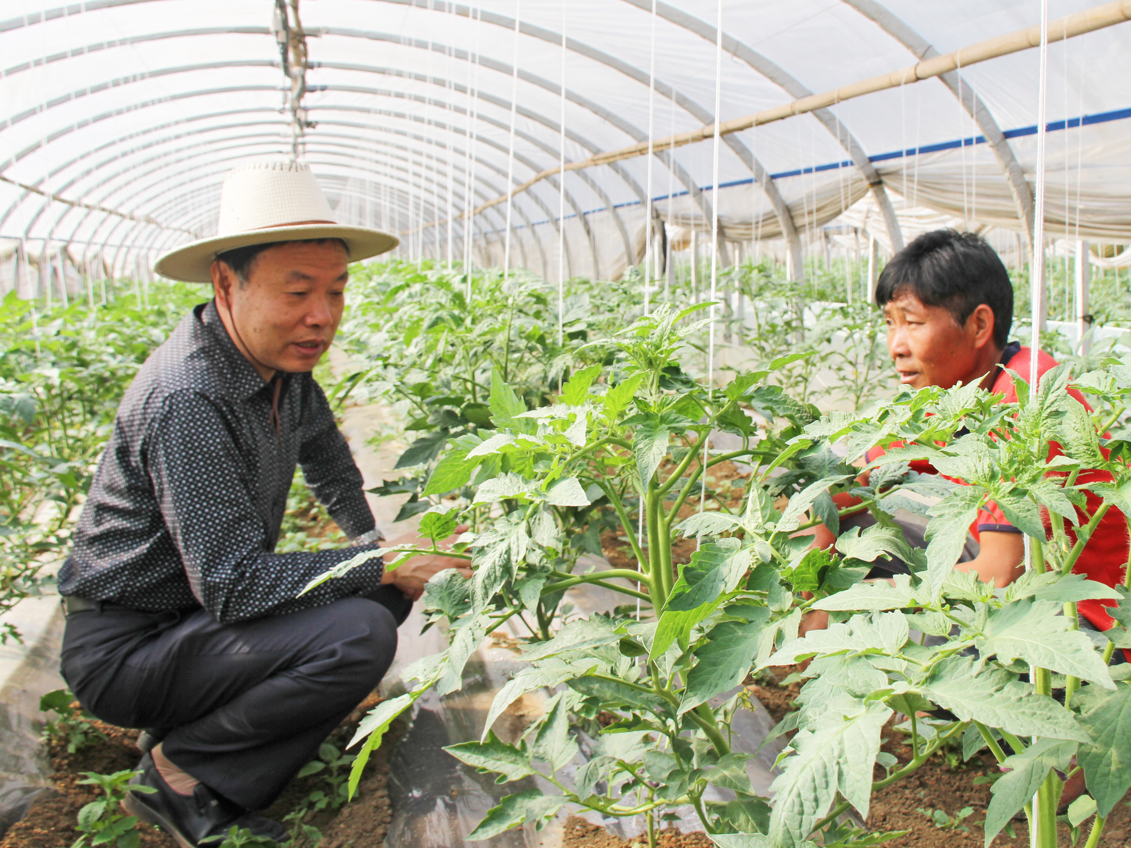 孙其林与杨先凯在水果番茄大棚里交谈.jpg