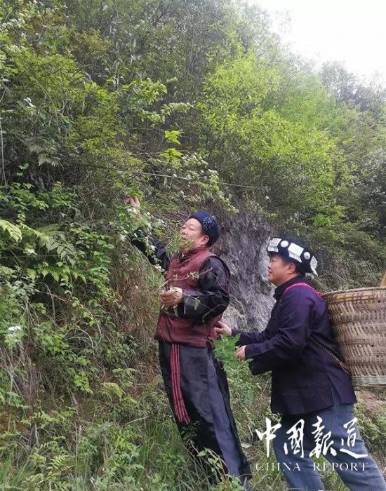 记贵州黔东南苗医药国家非物质文化遗产传承人张树发