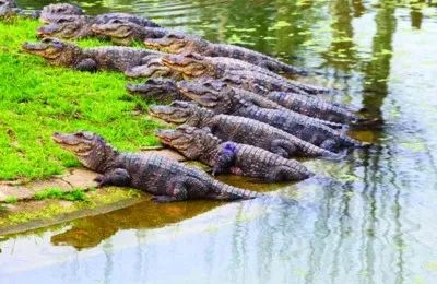 守护扬子鳄保护区宣城检察机关提起5起公益诉讼