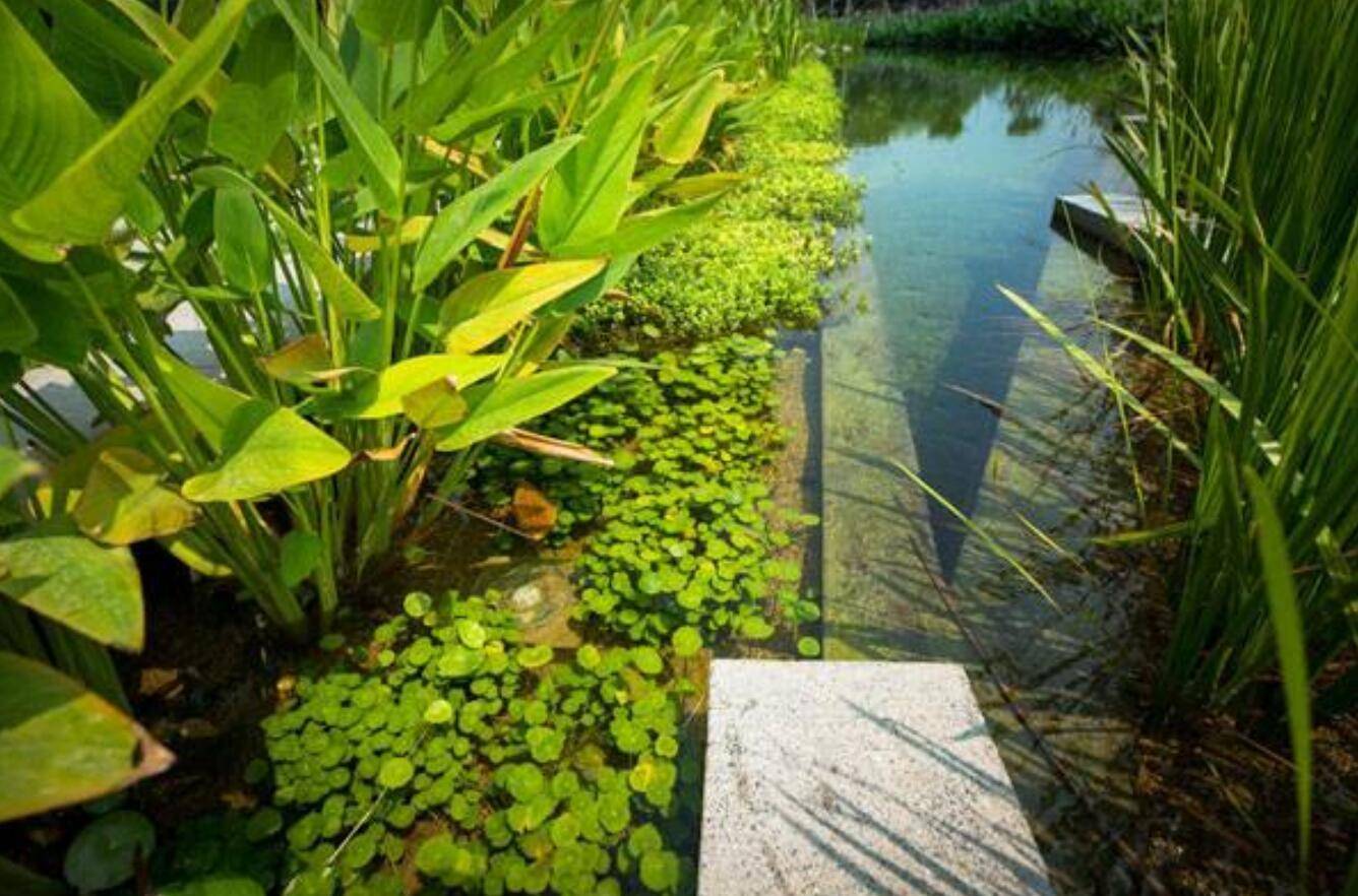 技术方法:种植一些水生植物.