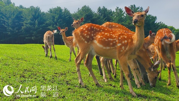 观光养殖产品精深加工伊春市金山鹿苑打造多元化旅游景区