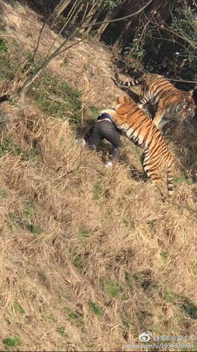 宁波老虎吃人死者照片图片