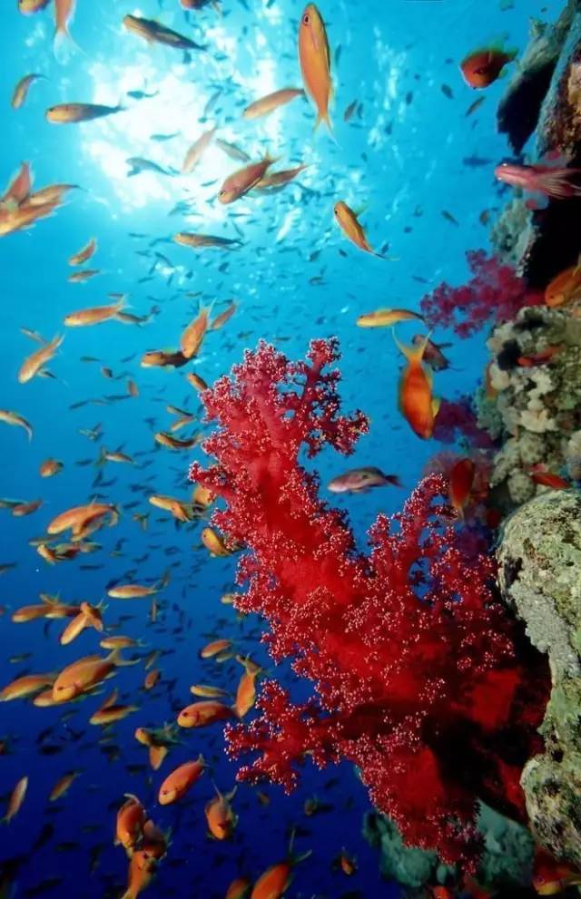 有一座长达数十公里的海底花园,那儿生活着美丽的珊瑚,它叫徐闻珊瑚礁