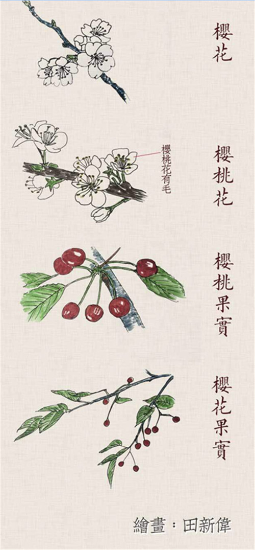 一点红的歌 6949c2bd220c525_w500_h1076.jpg